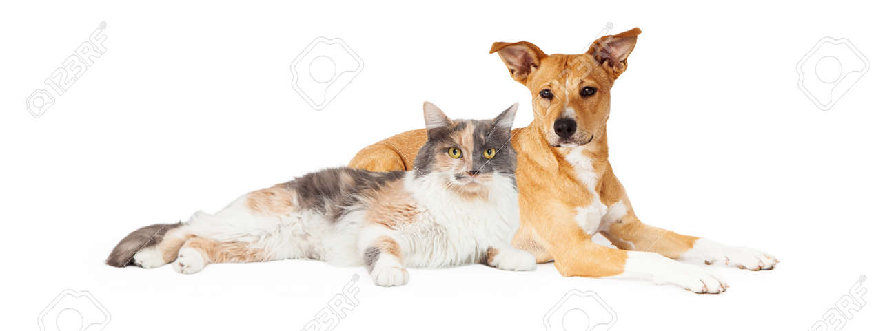 Mixed Breed Dog And Calico Cat Laying Together Stock Photo Picture And Royalty Free Image Image