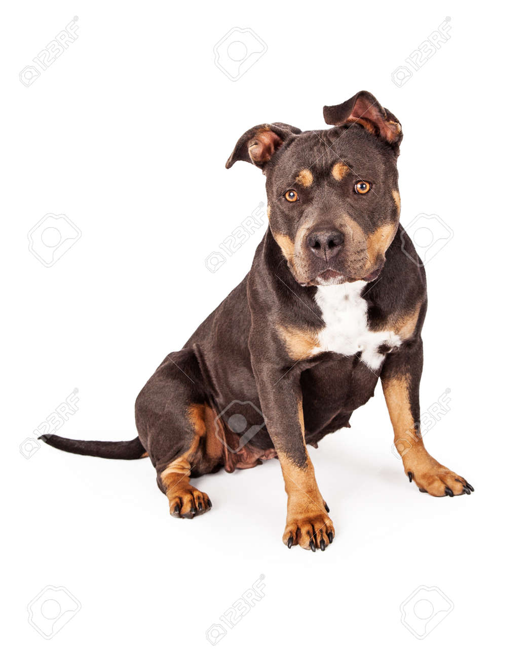 可愛くて従順なトライカラーのピット ブル犬座位とカメラを見て の写真素材 画像素材 Image