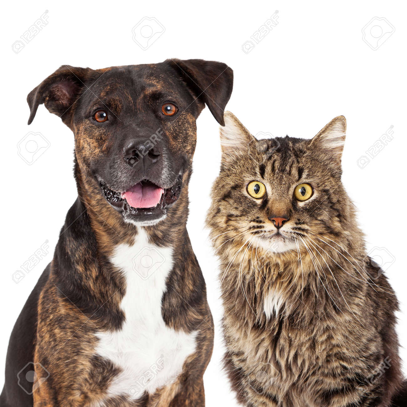 cat and dog mixed