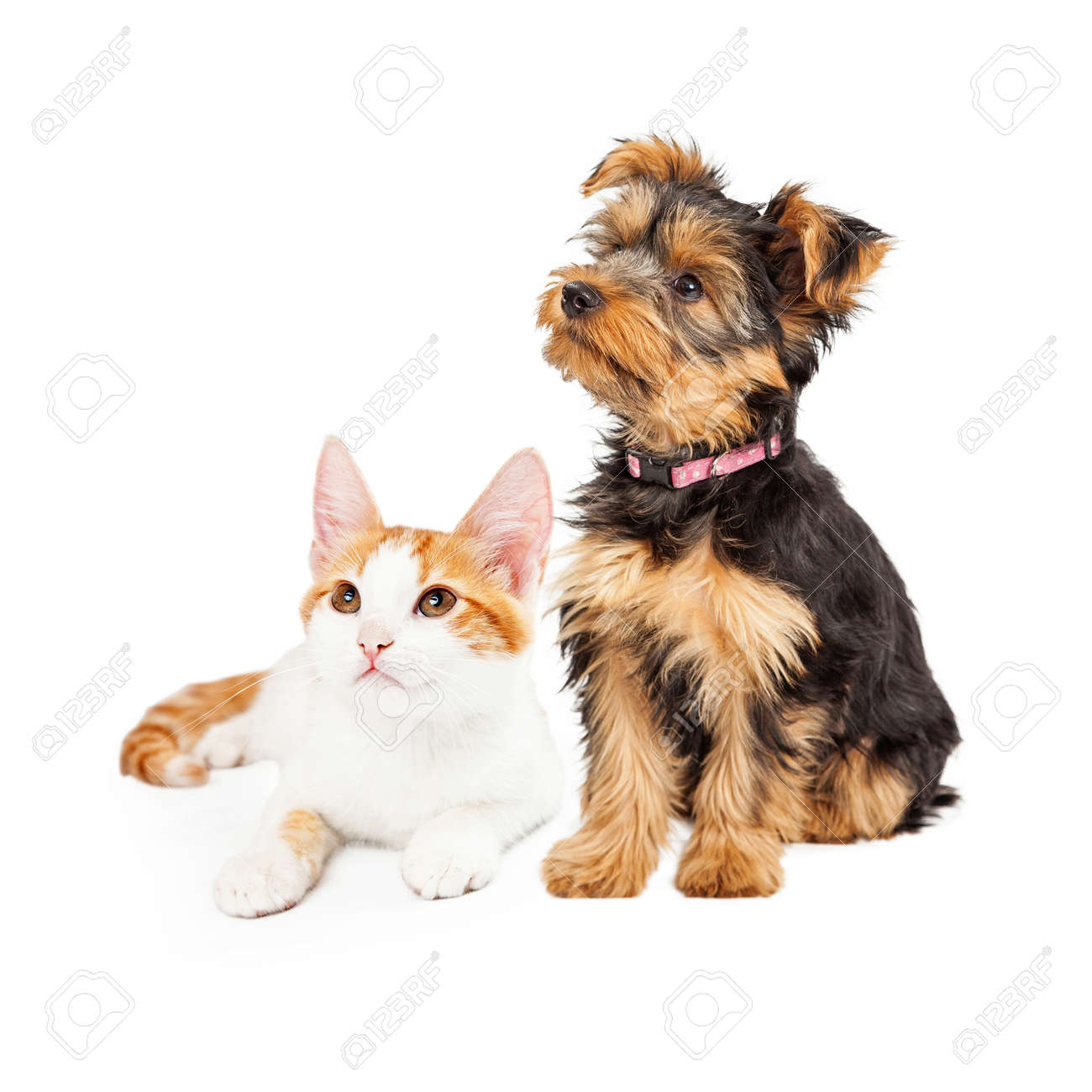 Petit Chaton Mignon Et Yorkshire Terrier Chien De Race Ainsi Que La Recherche Sur Le Côté