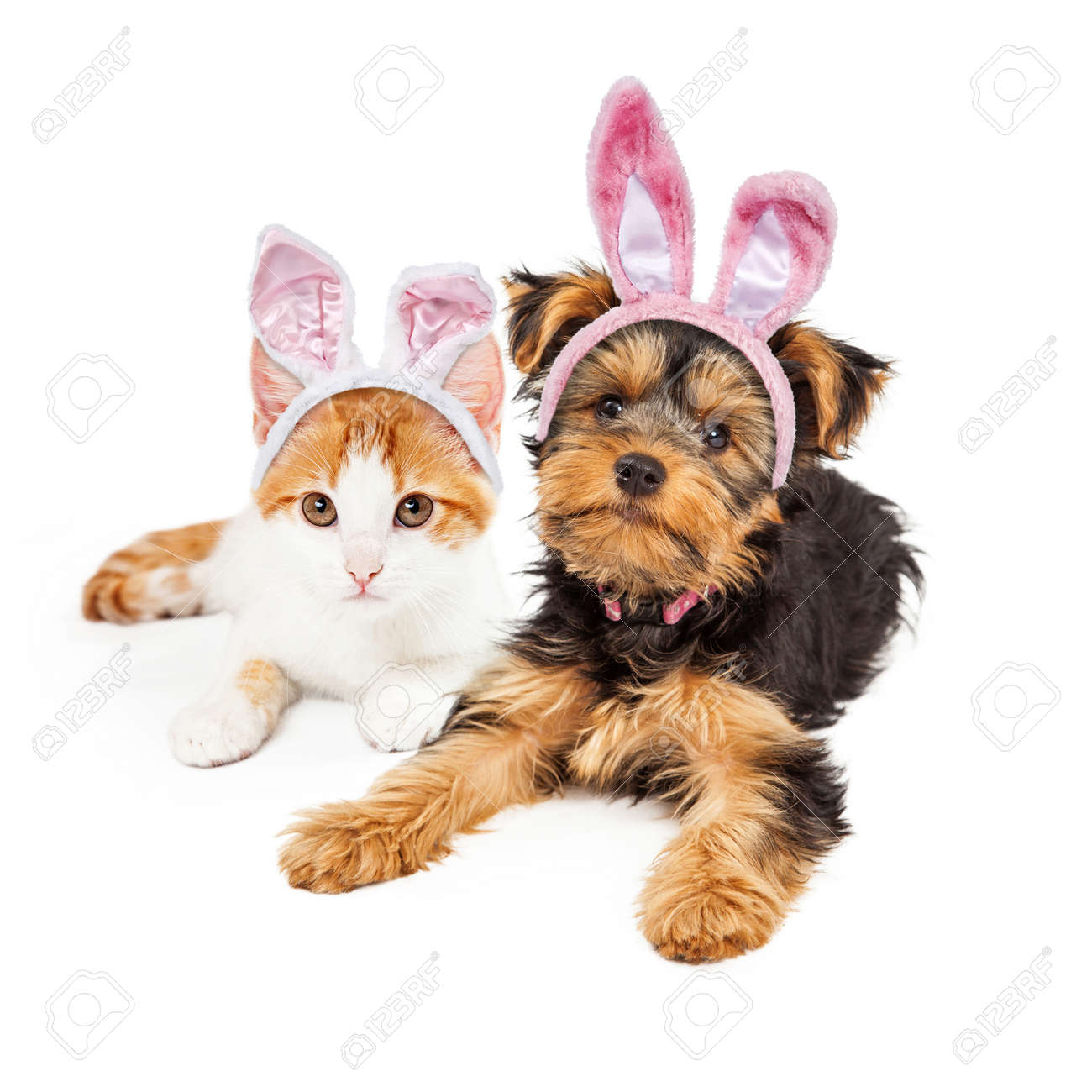cute puppy and kitten