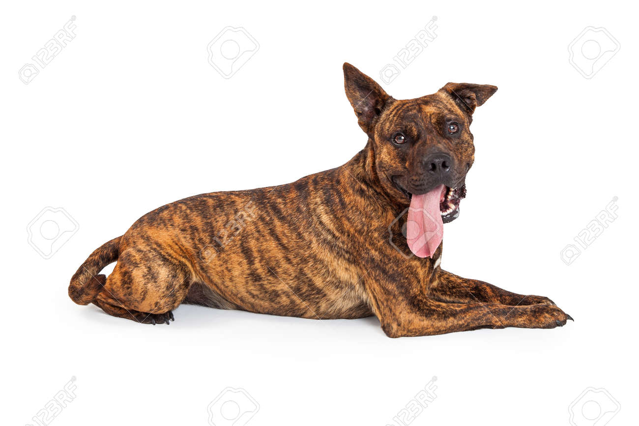 staffordshire bull terrier boxer mix