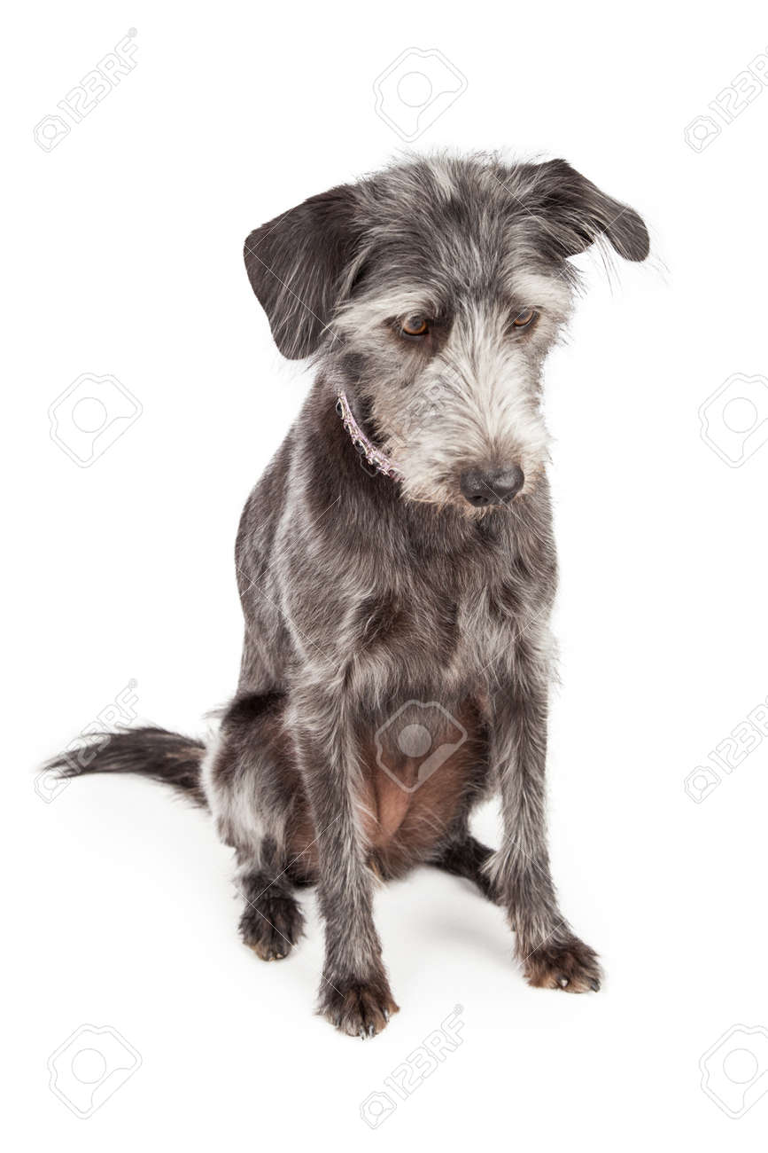 grey terrier