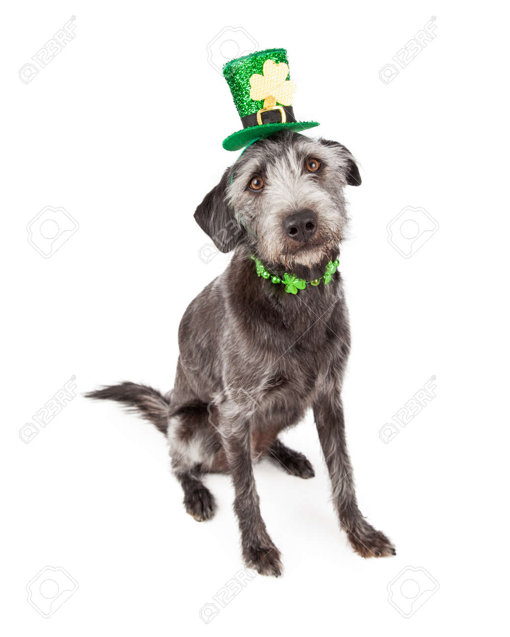 聖 Patrick の日帽子ヘッドバンドとクローバーを着てかわいいテリア雑種犬首輪します の写真素材 画像素材 Image 聖 Patrick の日帽子ヘッドバンドとクローバーを着てかわいいテリア雑種犬首輪します の写真素材 画像素材 Image