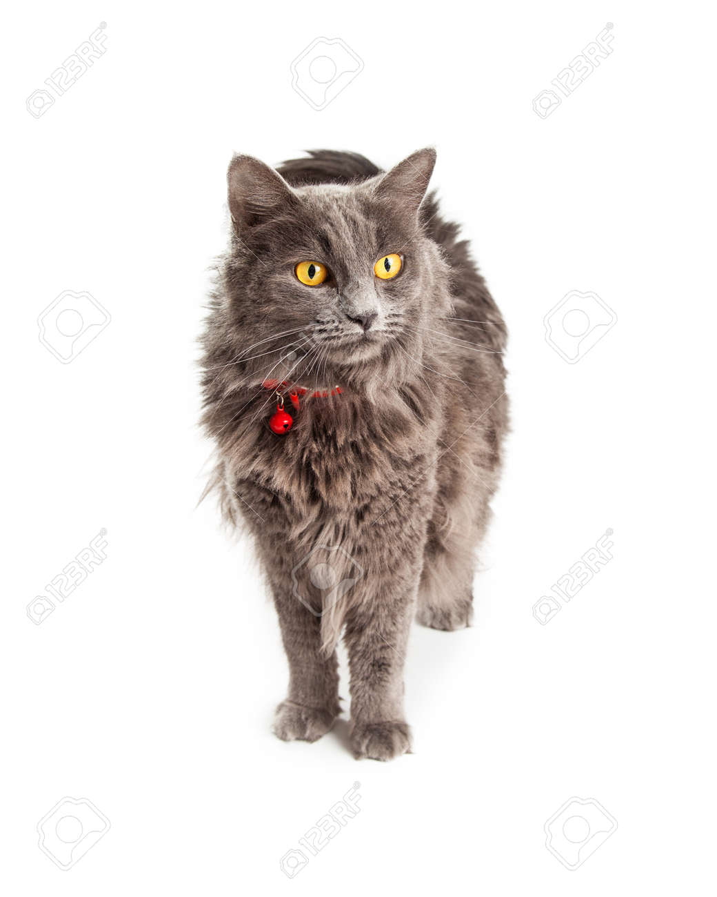 collar for long haired cat