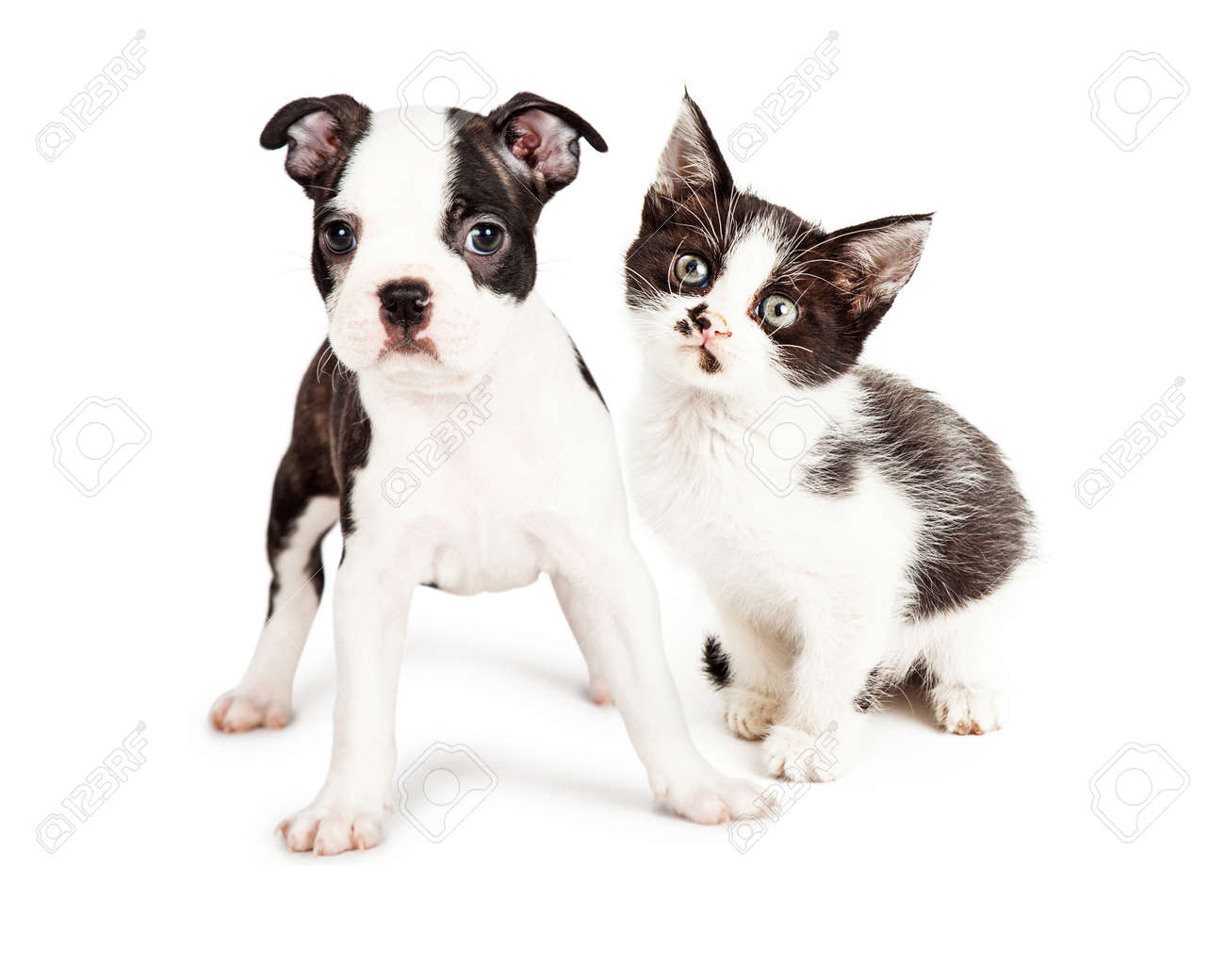 かわいい小さな 7 週間の古いボストン テリア子犬の立っている黒と白の子猫と 両方は カメラを見ています の写真素材 画像素材 Image