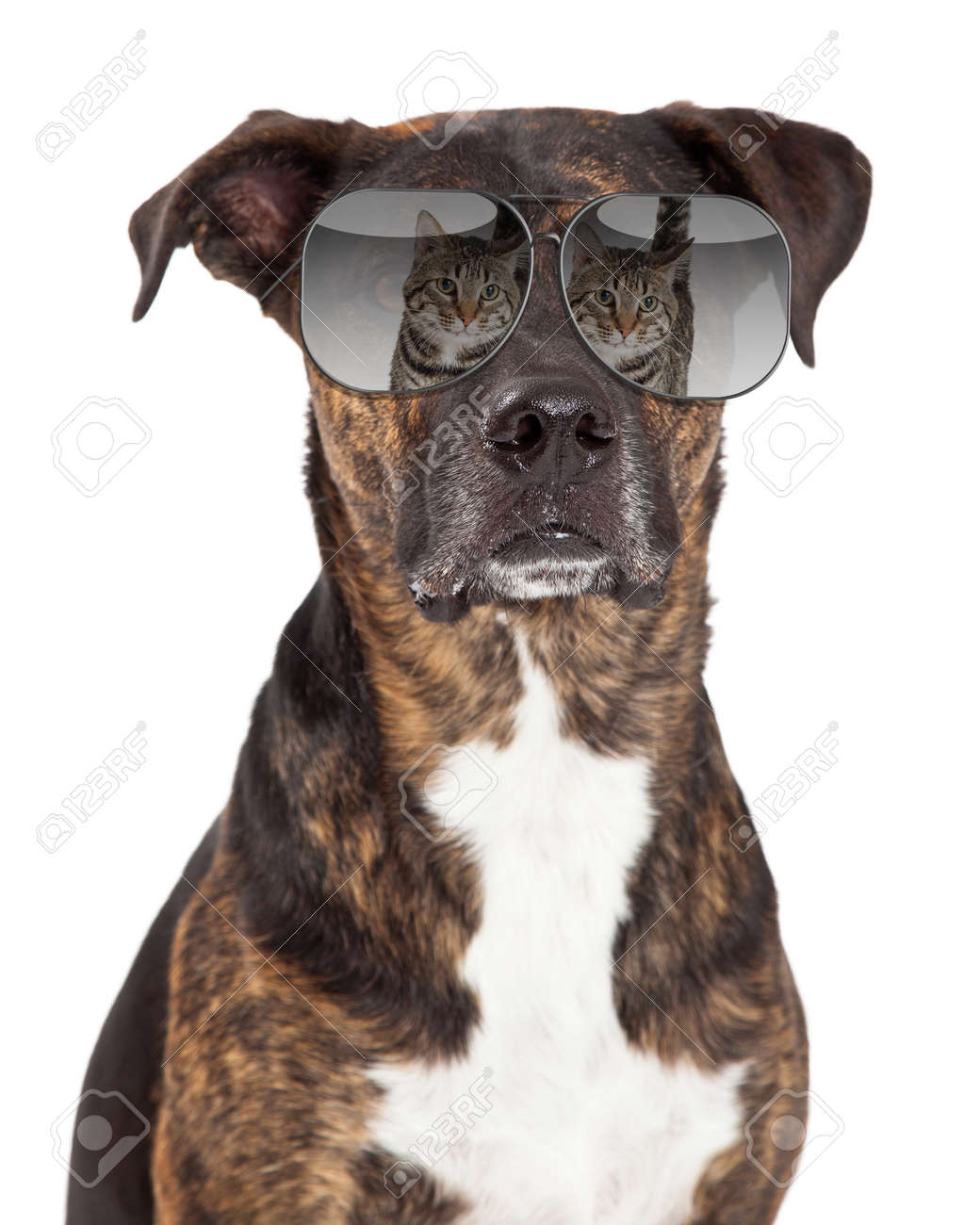 boxer dog sunglasses