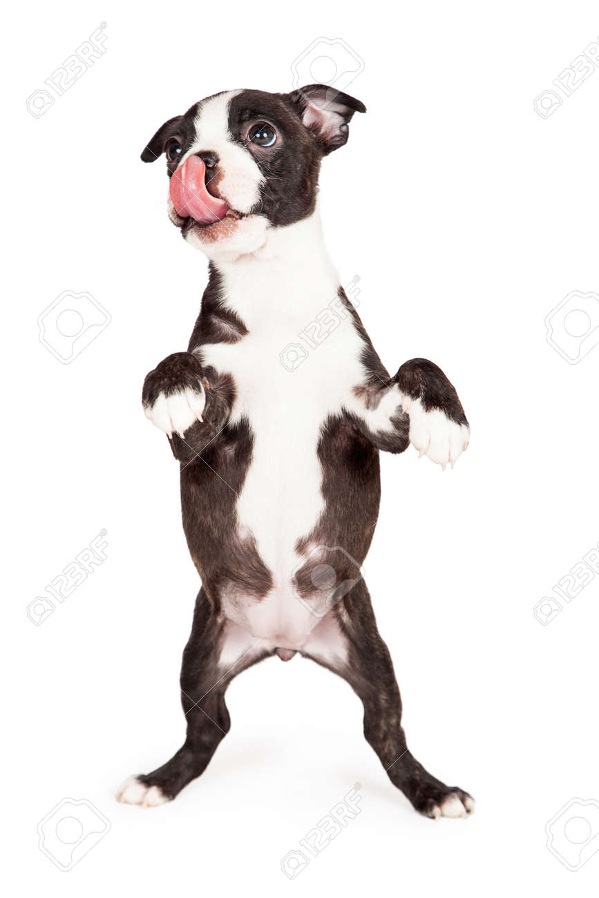 Boston Terrier Puppy Dog Standing Up image