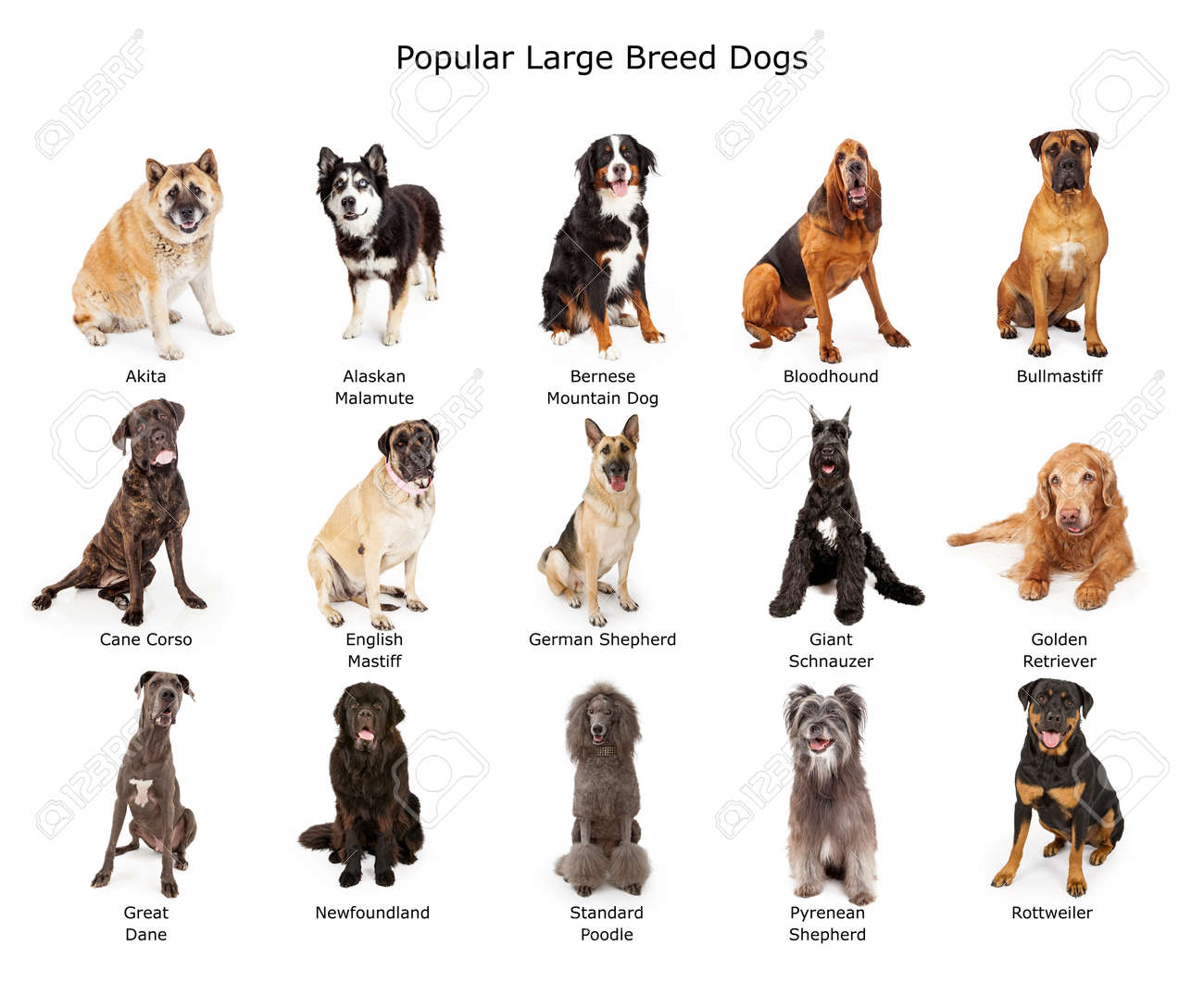 massive breed dog