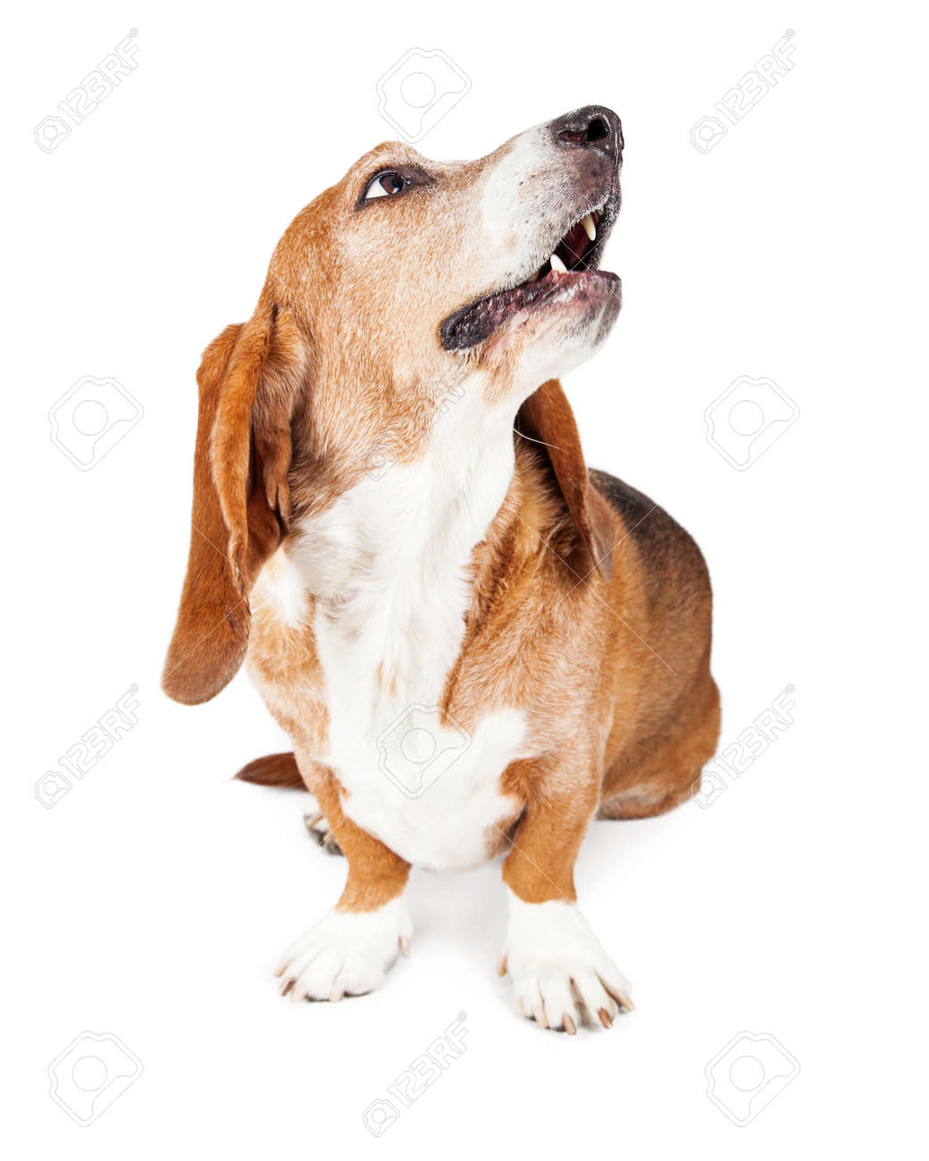 Basset hound sitting up 2025