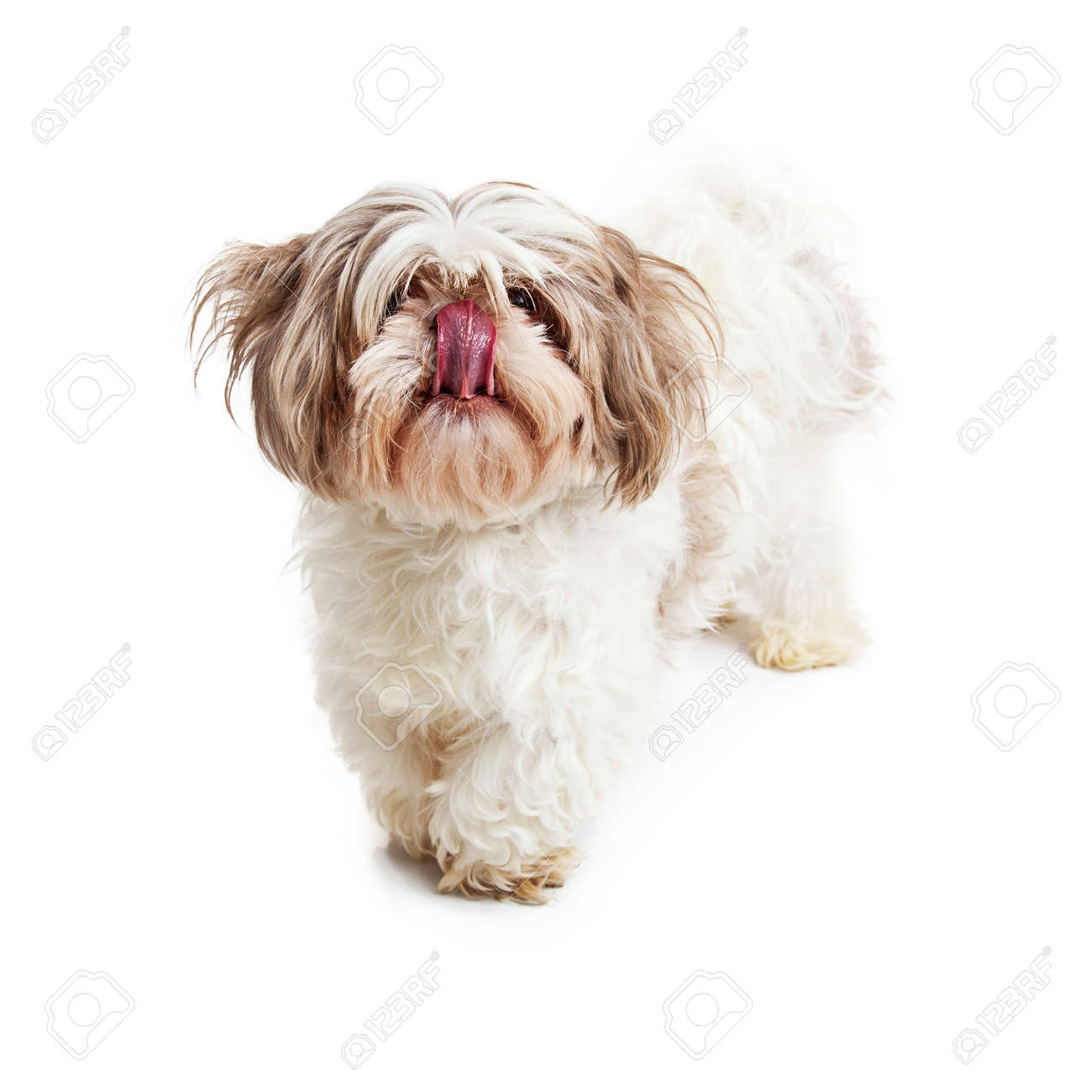 Hungry Shih Tzu Breed Dog Standing And Looking Forward With Tongue