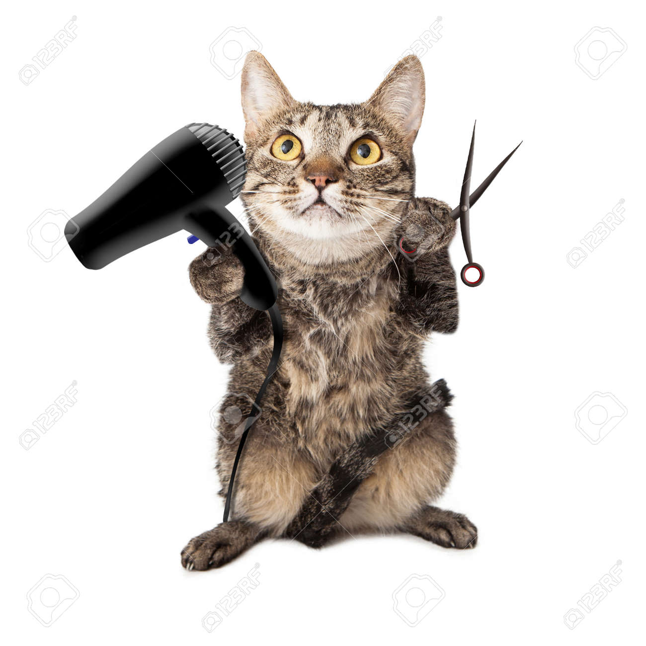 a cute cat groomer
