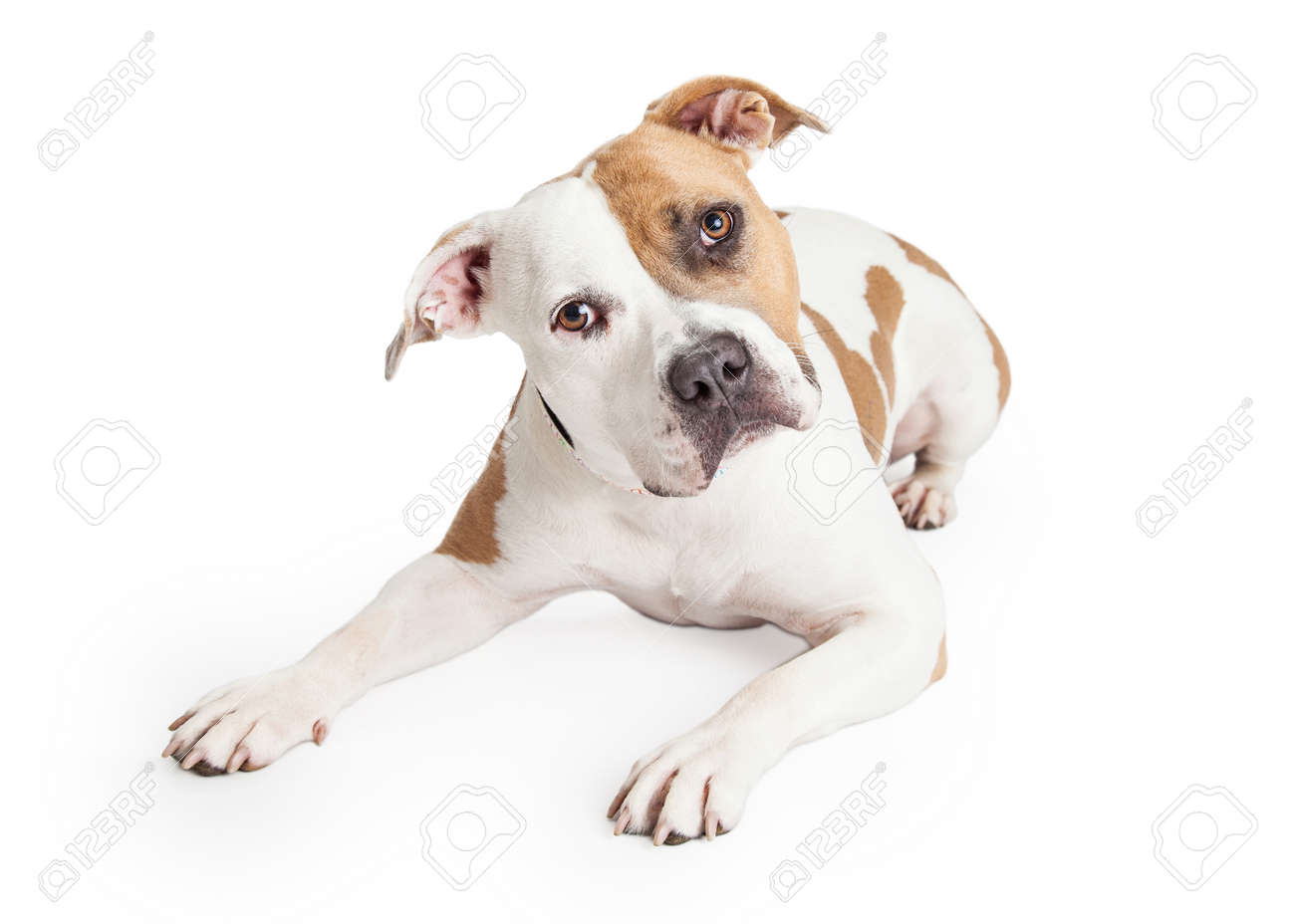 tan and white staffordshire bull terrier