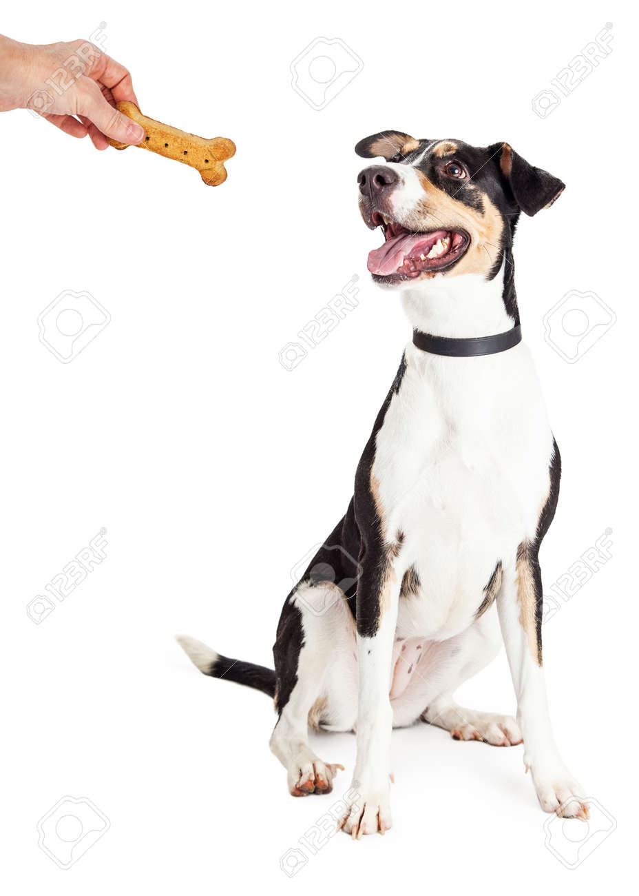 dog sitt