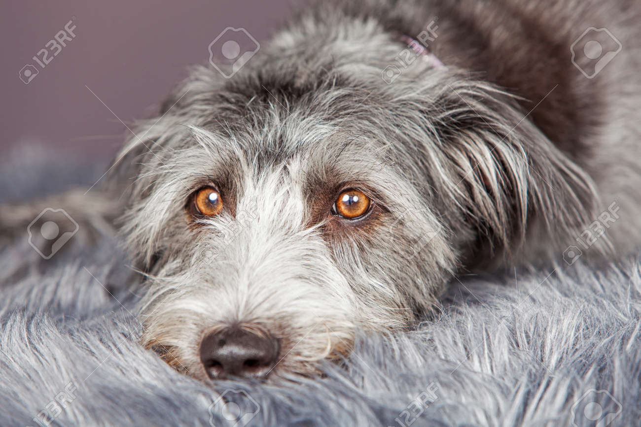 large gray dog breed