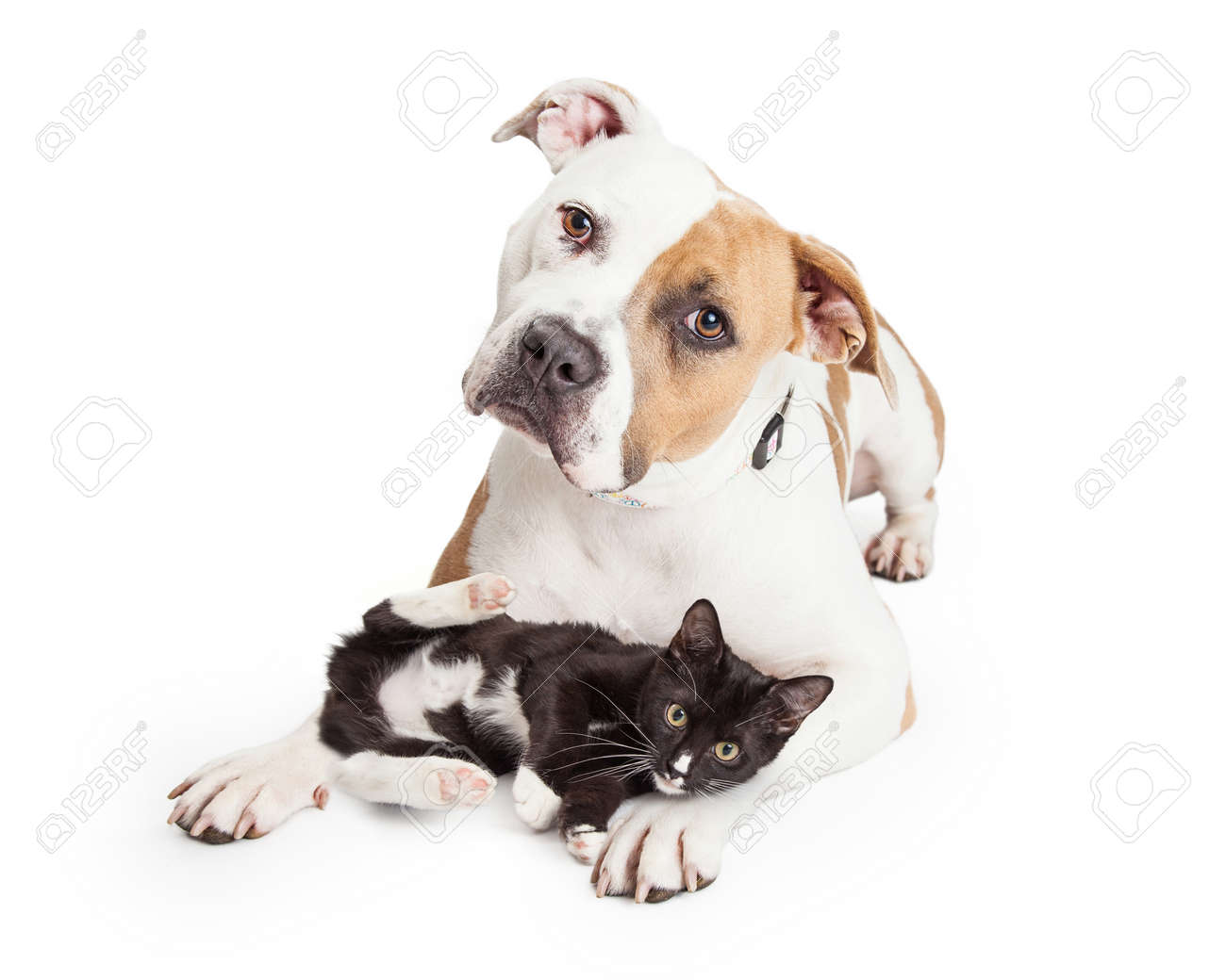 Beautiful and friendly Pit Bull dog with a playful little kitten laying across her legs - 46042186 Beautiful and friendly Pit Bull dog with a playful little kitten laying across her legs - 46042186