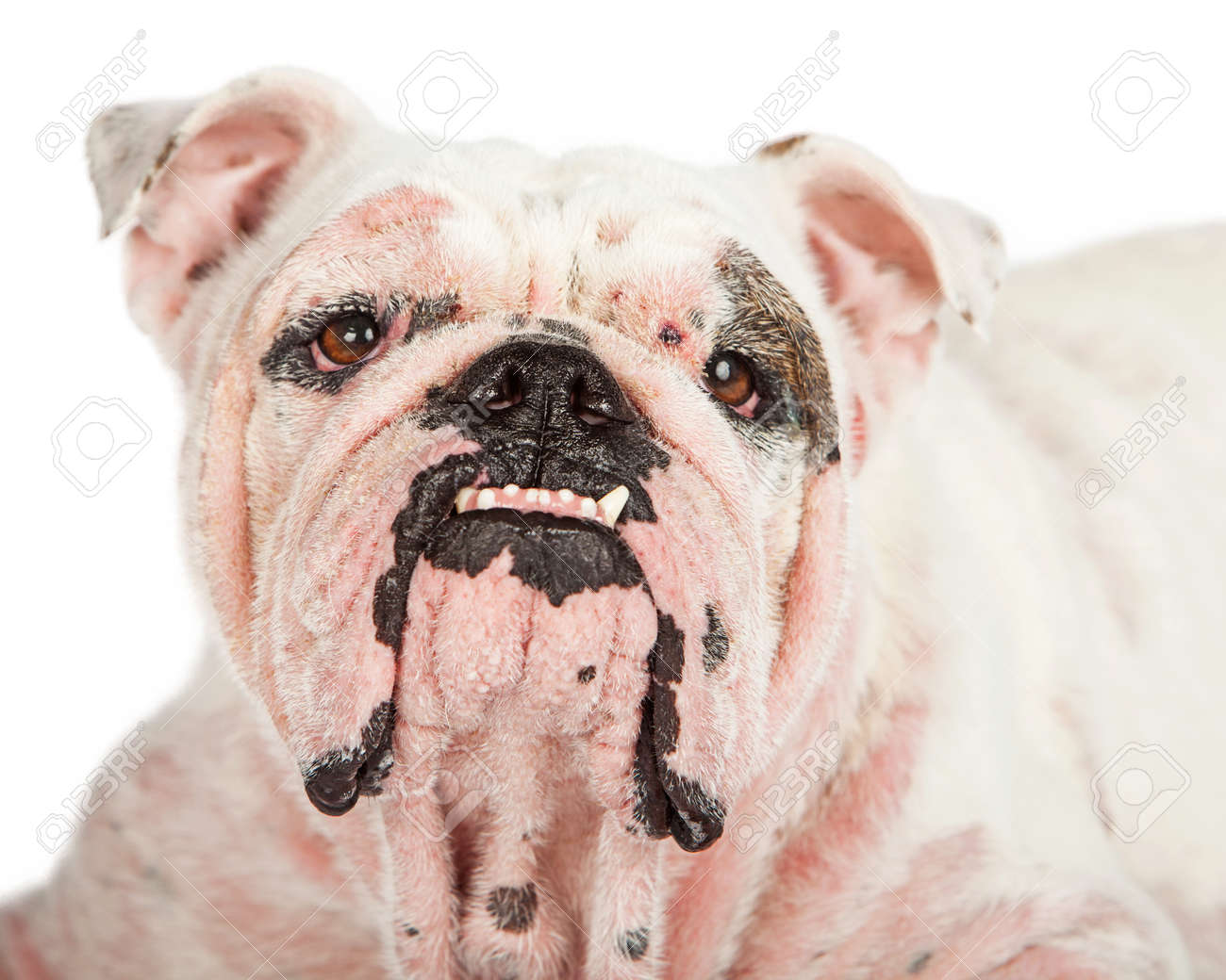 sarna en ingles de perros