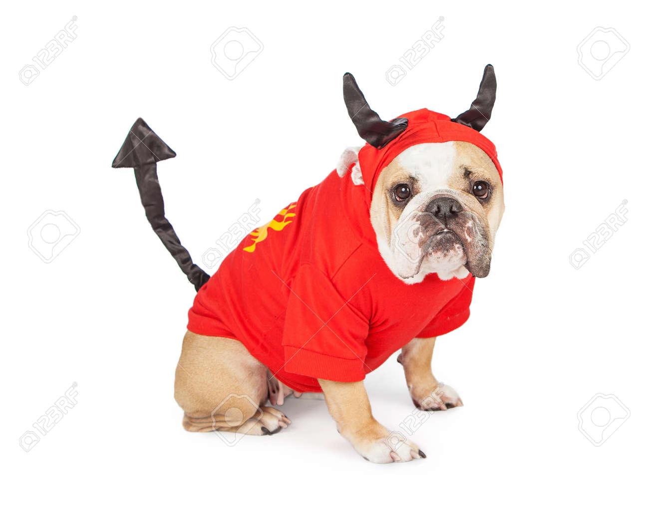 Funny Bulldog breed dog wearing a devil costume for Halloween - 47230362 Funny Bulldog breed dog wearing a devil costume for Halloween - 47230362