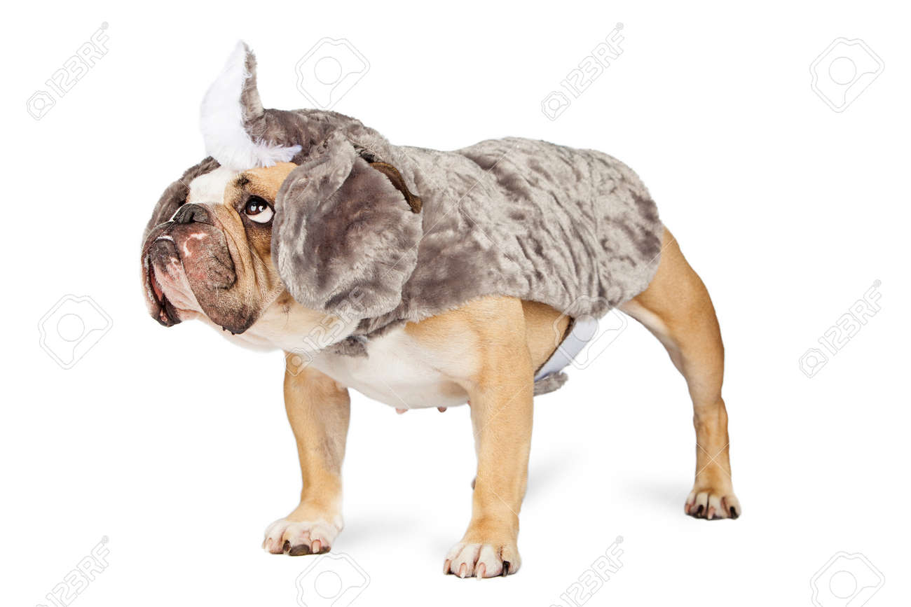 面白いブルドッグ犬が側に立っているサイ衣装で着飾った の写真素材 画像素材 Image