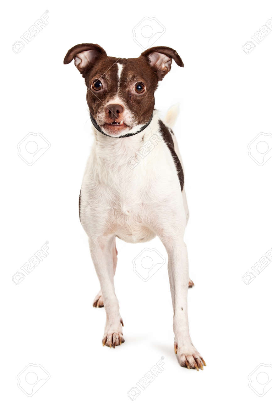 白地に茶色と白のコートに立ってとかわいい小さなテリア雑種犬 の写真素材 画像素材 Image 47230249