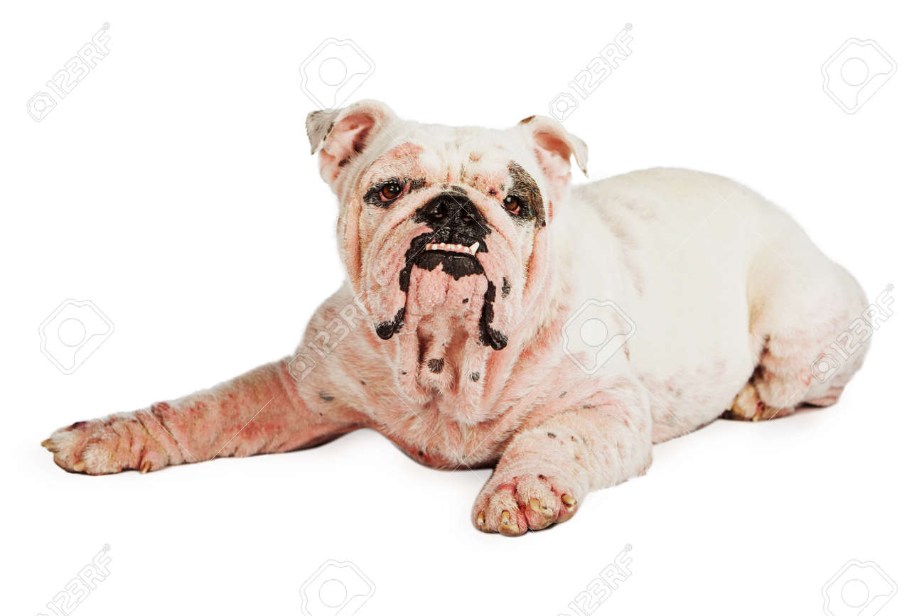 bald english bulldog