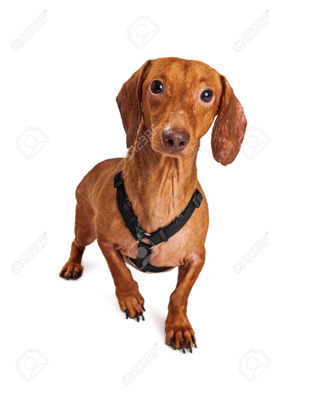 Immagini Stock Piccolo Cane Sveglio Bassotto Incrocio Con Indosso