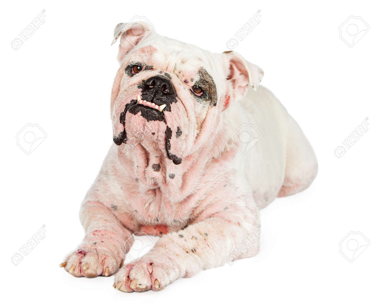 sarna en perros ingles sarna en perros ingles
