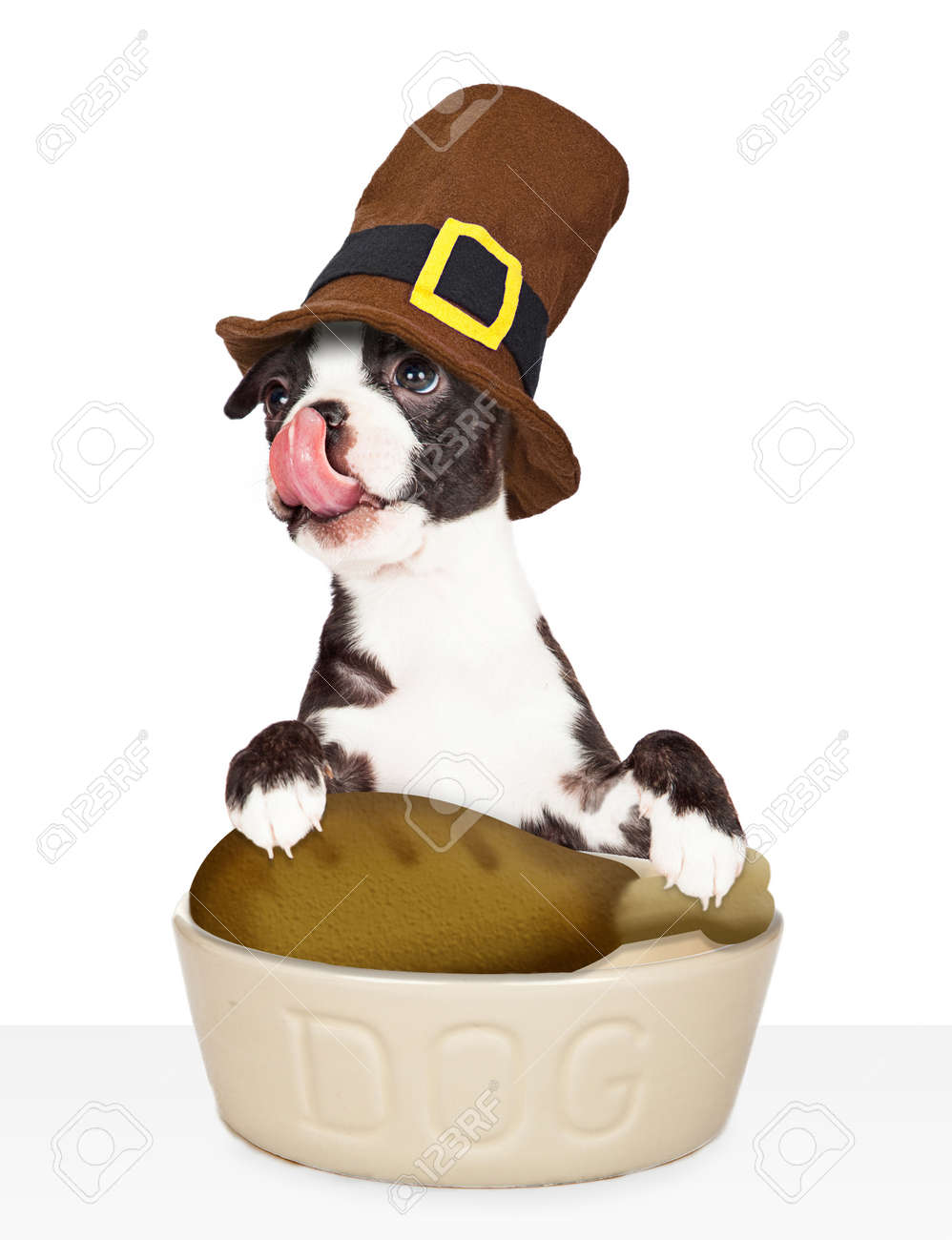dog pilgrim hat