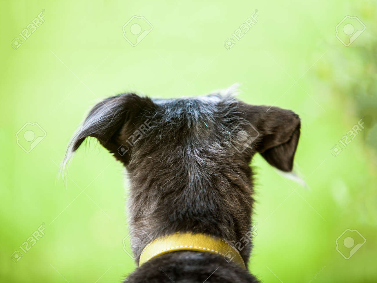緑の草や木のぼやけ フィールドに出て探しているテリア犬の後頭部 の写真素材 画像素材 Image 緑の草や木のぼやけ フィールドに出て探しているテリア犬の後頭部 の写真素材 画像素材 Image