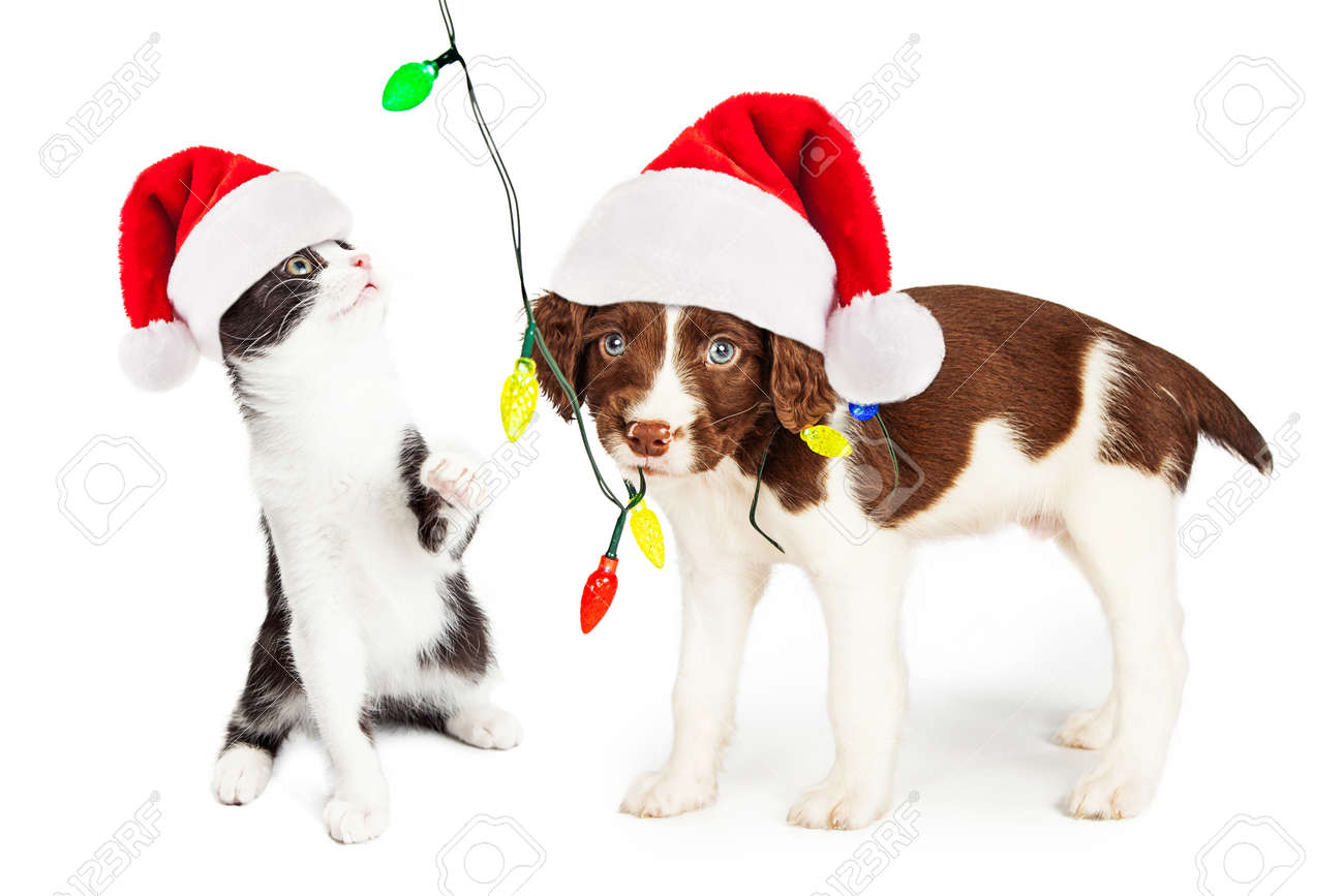 Cute and funny little puppy and kitten playing with a string of Christmas lights - 48429718 Cute and funny little puppy and kitten playing with a string of Christmas lights - 48429718