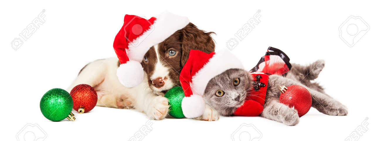 Cute little puppy and kitten wearing Christmas outfits and Santa Claus hats laying together - 50373396 Cute little puppy and kitten wearing Christmas outfits and Santa Claus hats laying together - 50373396