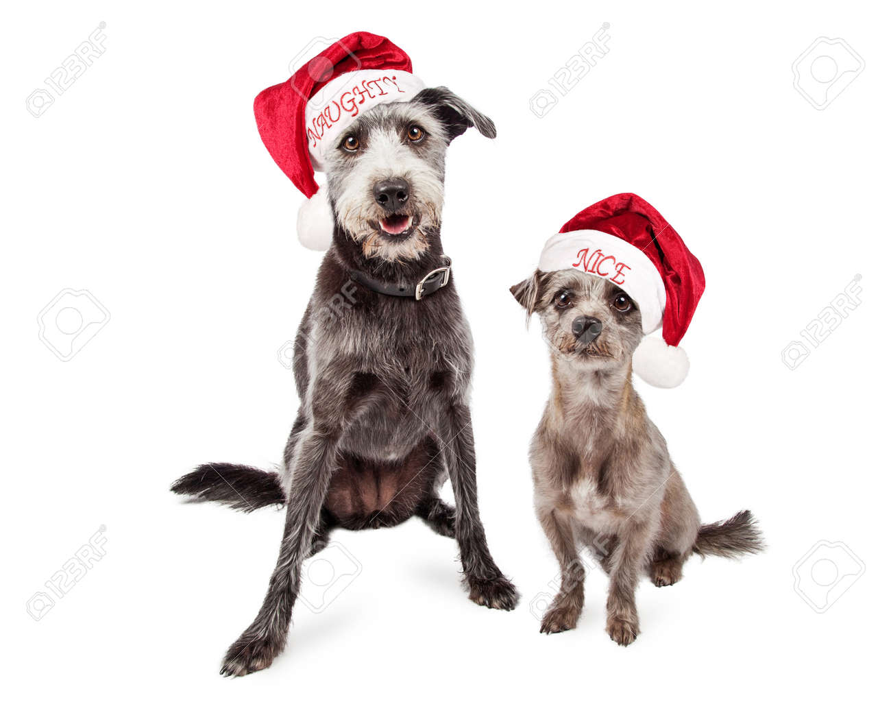 Deux Races Mixtes Couleur Gris Terrier Croisement Des Chiens De Différentes Tailles Portant Méchant Et Gentil Père Noël Chapeaux
