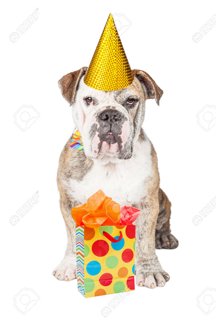 Photo Drole D Un Chien De Race Bouledogue Portant Un Chapeau De Fete D Anniversaire Avec Un Sac Cadeau Banque D Images Et Photos Libres De Droits Image Photo Drole D Un Chien De Race Bouledogue Portant Un Chapeau De Fete D Anniversaire Avec Un Sac Cadeau Banque D Images Et Photos Libres De Droits Image