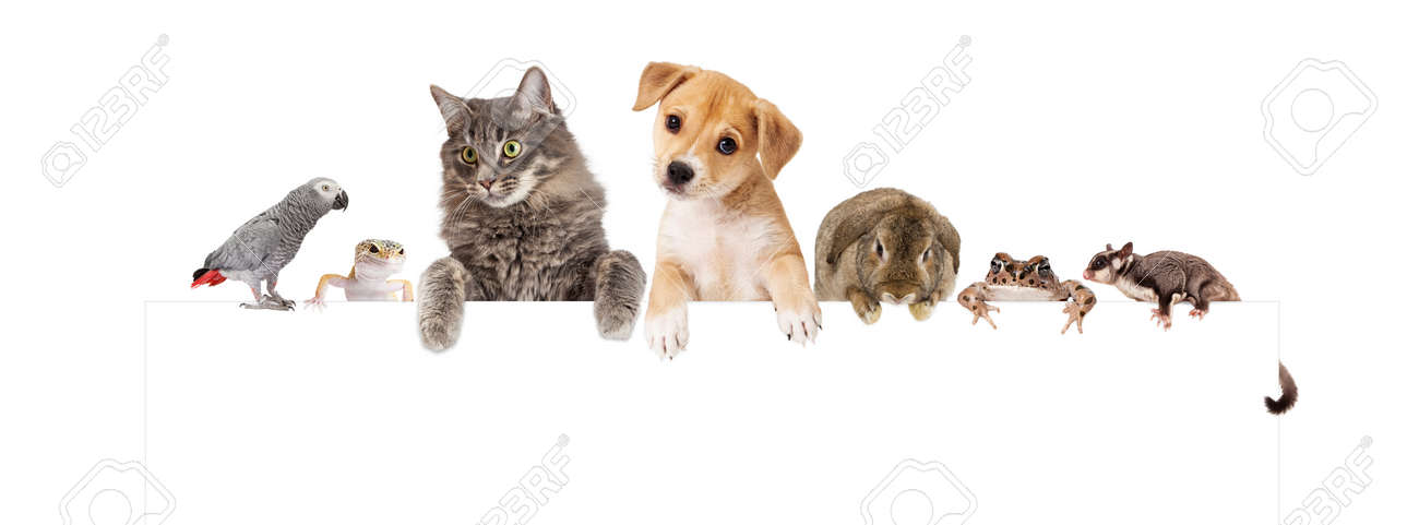 Row of domestic pets hanging over a blank white banner. Image sized to fit a popular social media banner photo placeholder. - 50651545 Row of domestic pets hanging over a blank white banner. Image sized to fit a popular social media banner photo placeholder. - 50651545