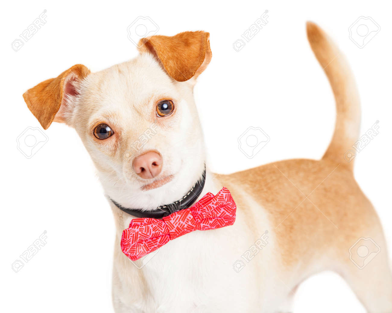 cute little tan color chihuahua dog wearing a pink color bow stock