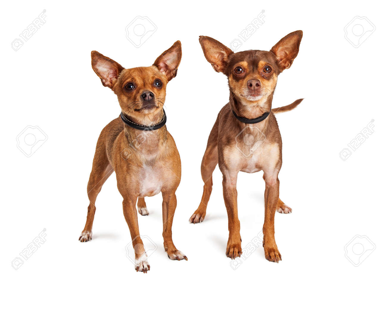 two little brown chihuahua