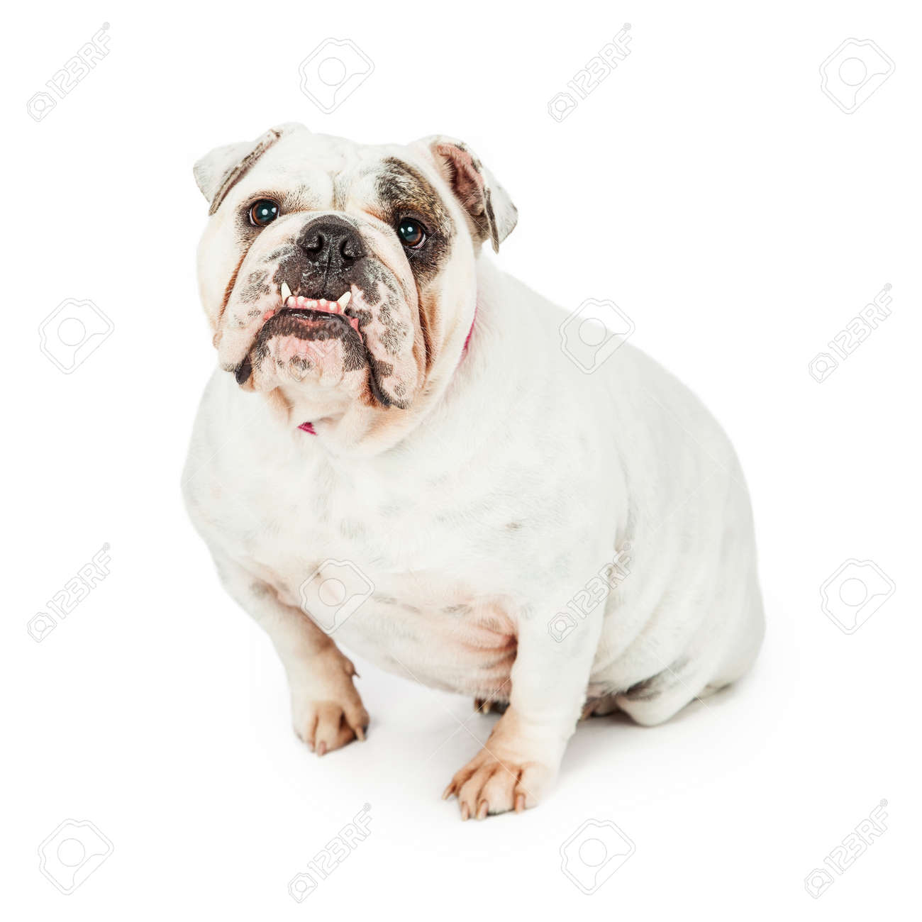 purebred bulldog