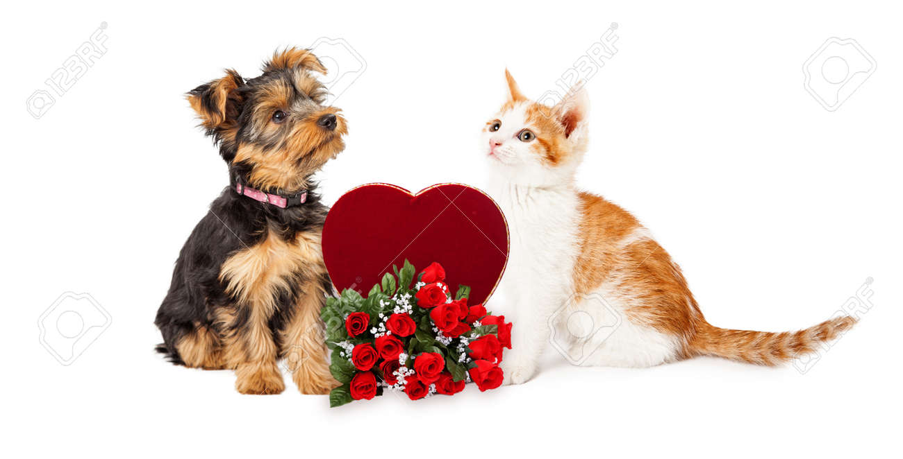 valentines day puppies