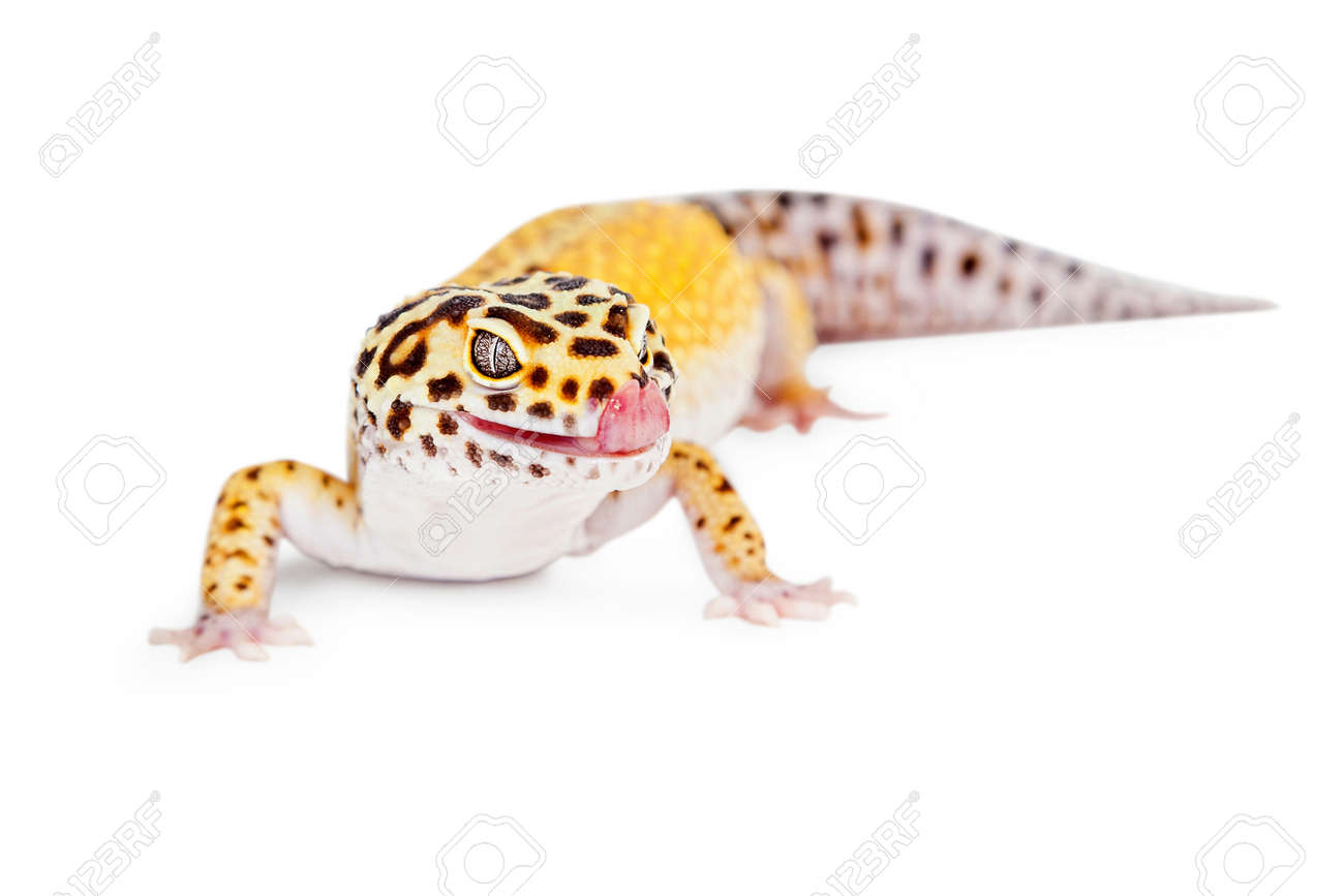 かわいい唇を舐めているうちに舌でヤモリをヒョウ 白で隔離 の写真素材 画像素材 Image かわいい唇を舐めているうちに舌でヤモリをヒョウ 白で隔離 の写真素材 画像素材 Image
