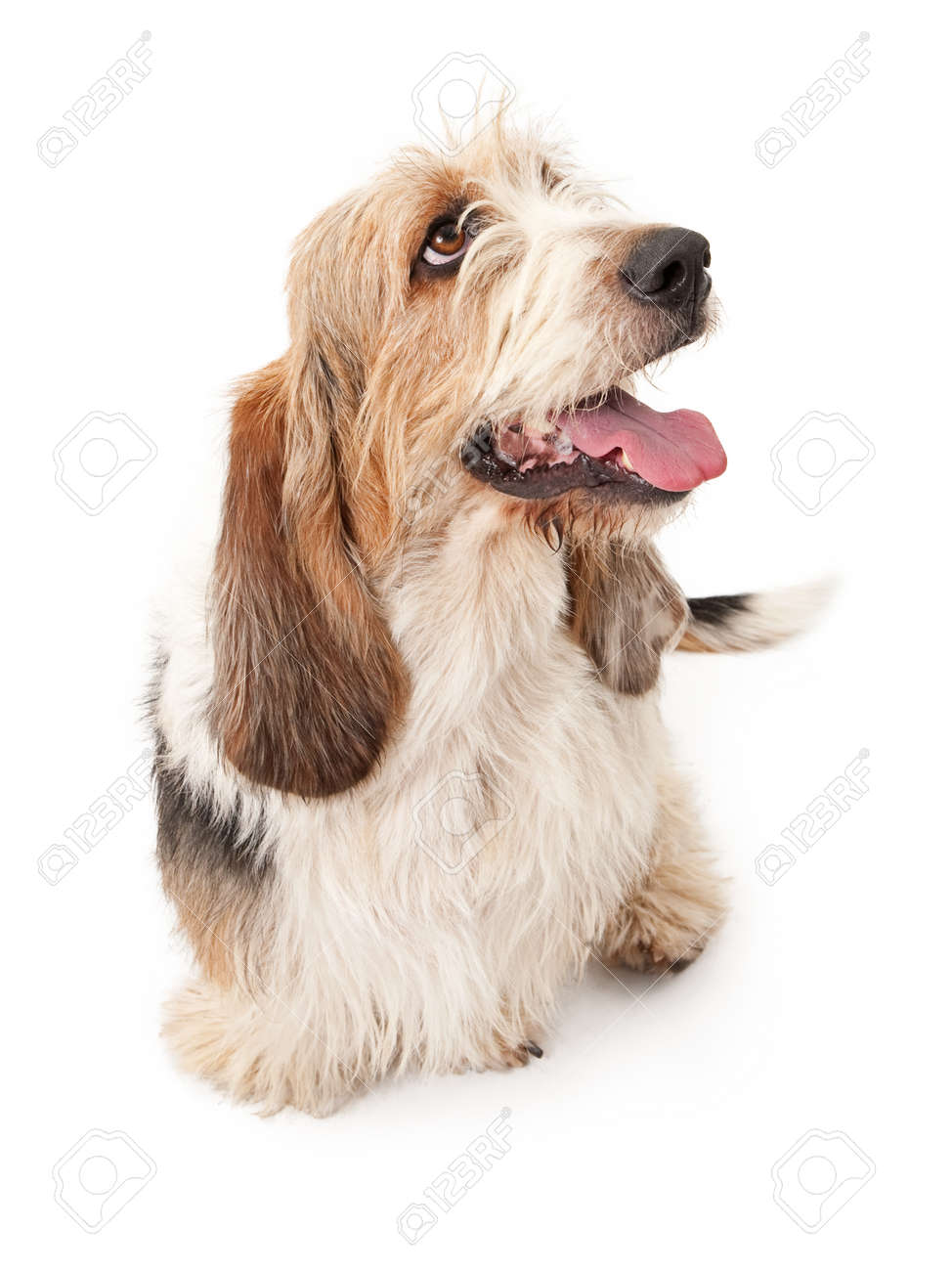 Heureux Et Souriant Bruxelles Griffon Et Basset Hound Chien De Race Mélangée Avec Une Expression Heureuse Assis Sur Blanc