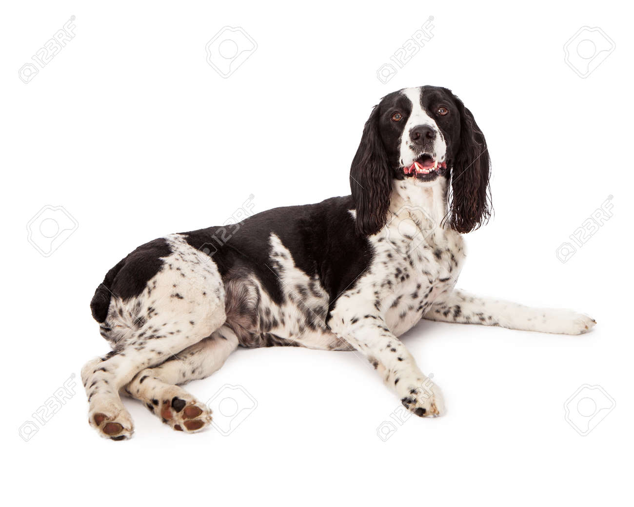 natural joint care for dogs