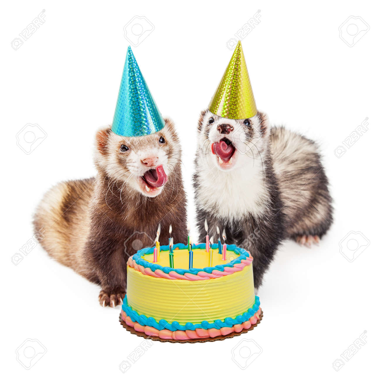 誕生日の帽子とケーキで 2 つの面白いフェレット 口を開いて舌で外に彼らが歌っていることを表示します の写真素材 画像素材 Image