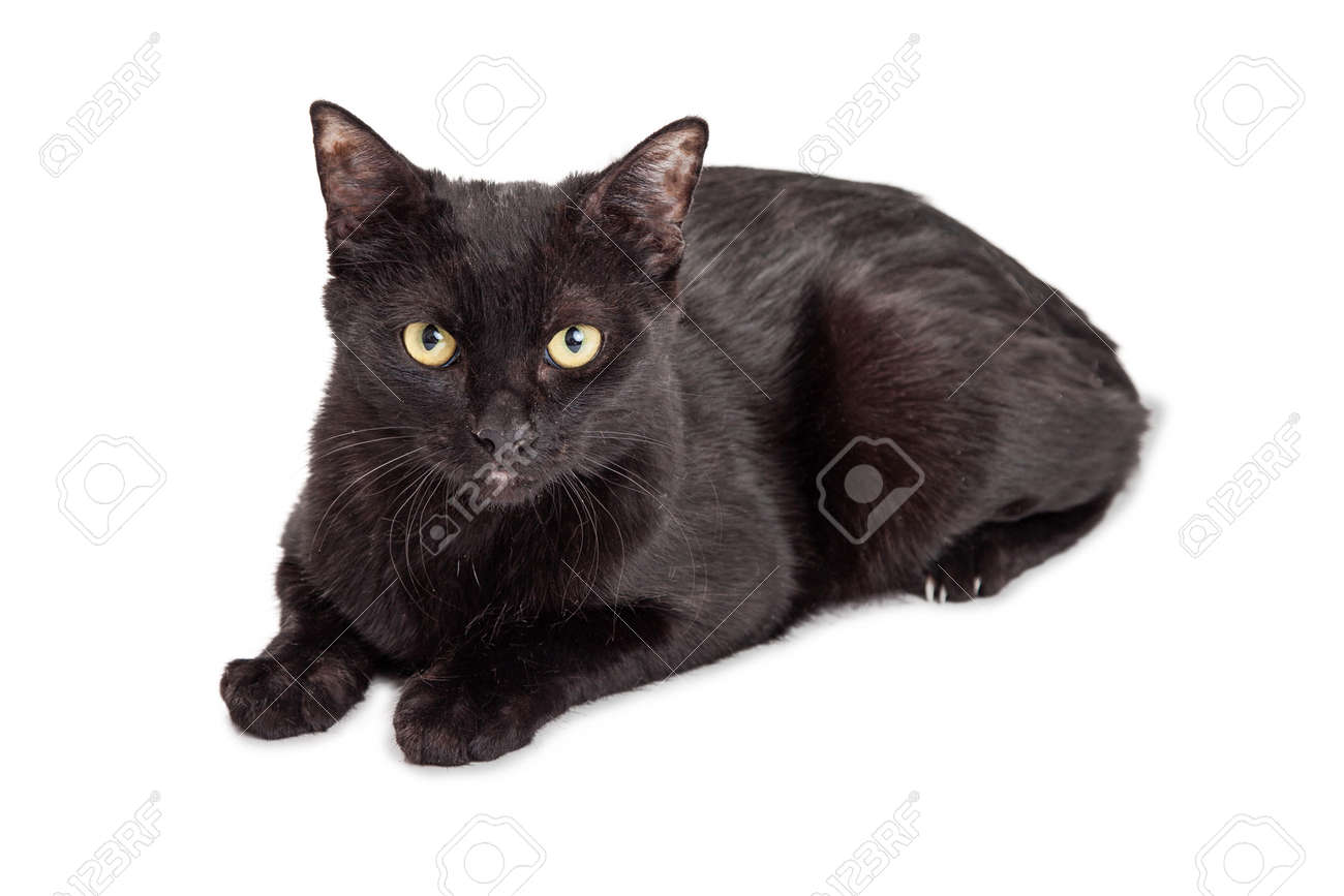 Jolie Adulte Chat Noir Couche Sur Blanc Regarder Vers L Avant Dans L Appareil Photo Banque D Images Et Photos Libres De Droits Image Jolie Adulte Chat Noir Couche Sur Blanc Regarder Vers L Avant Dans L Appareil Photo Banque D Images Et Photos Libres De Droits Image