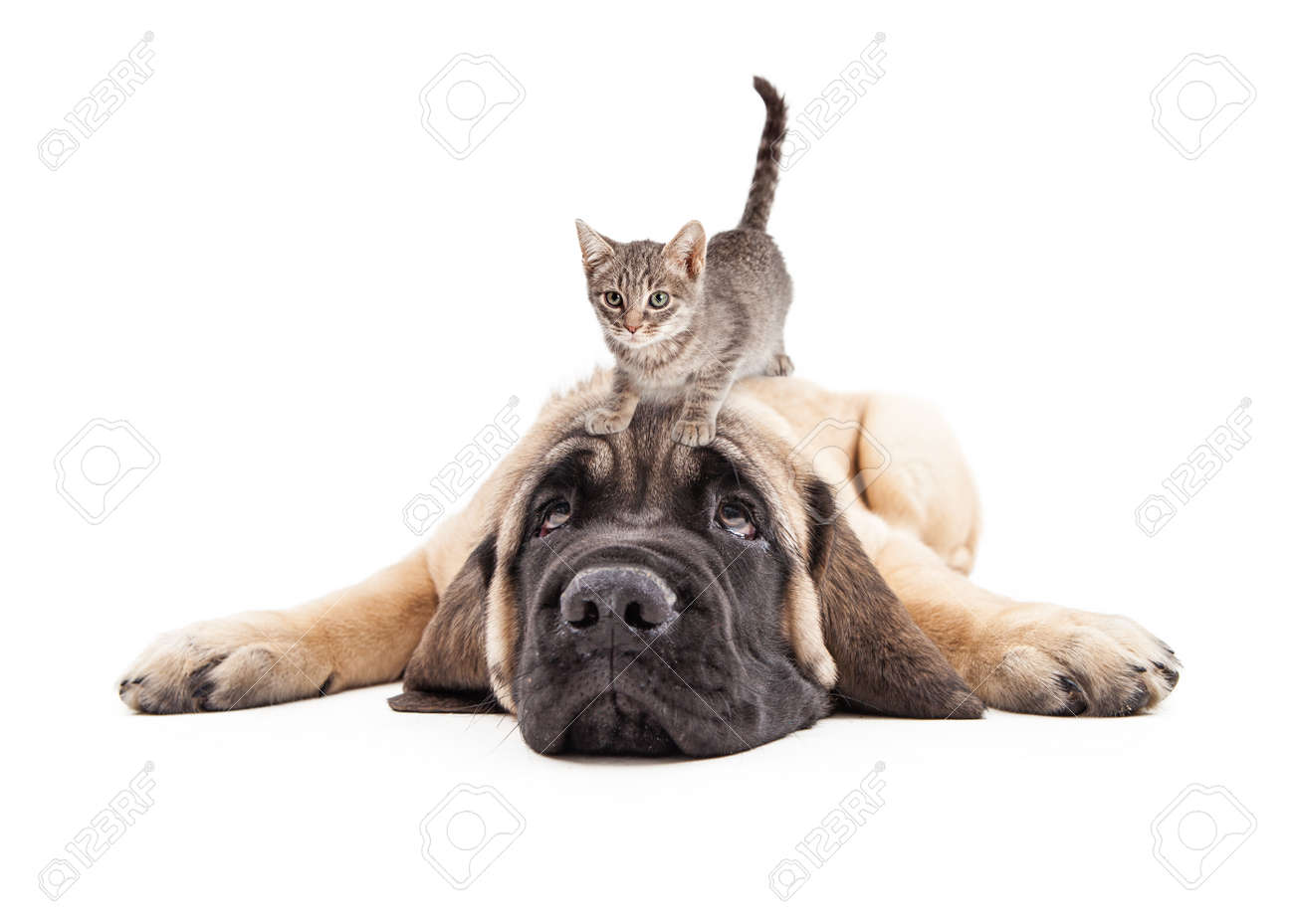 Funny photo of patient a Mastiff puppy laying down with a little kitten on his head - 53900867 Funny photo of patient a Mastiff puppy laying down with a little kitten on his head - 53900867