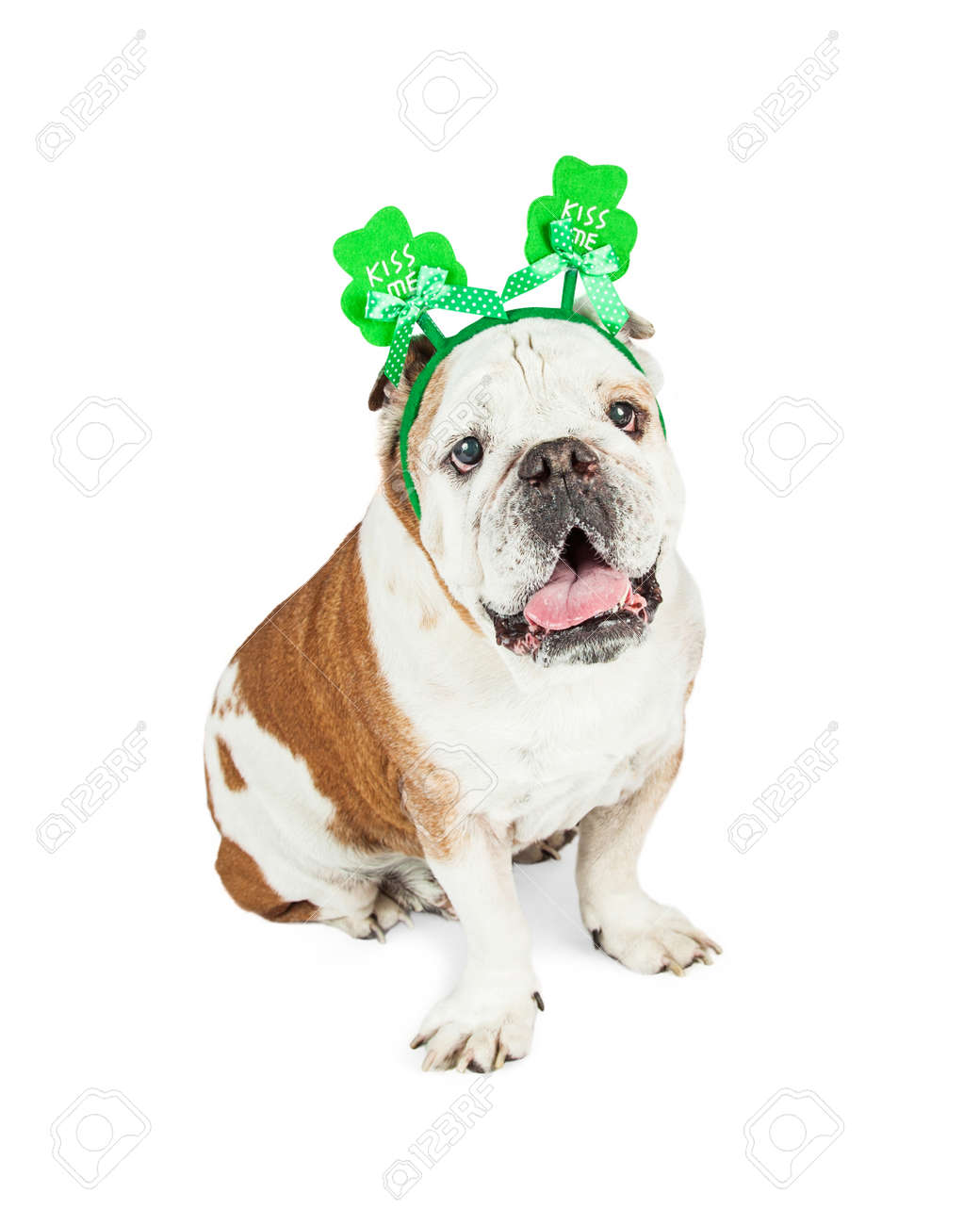 Photo Mignonne De Bouledogue Chien De Race Assis Sur Fond Blanc Tout En Portant Un Trèfle Vert Bandeau De La Saint Patrick Avec Les Mots Kiss Me