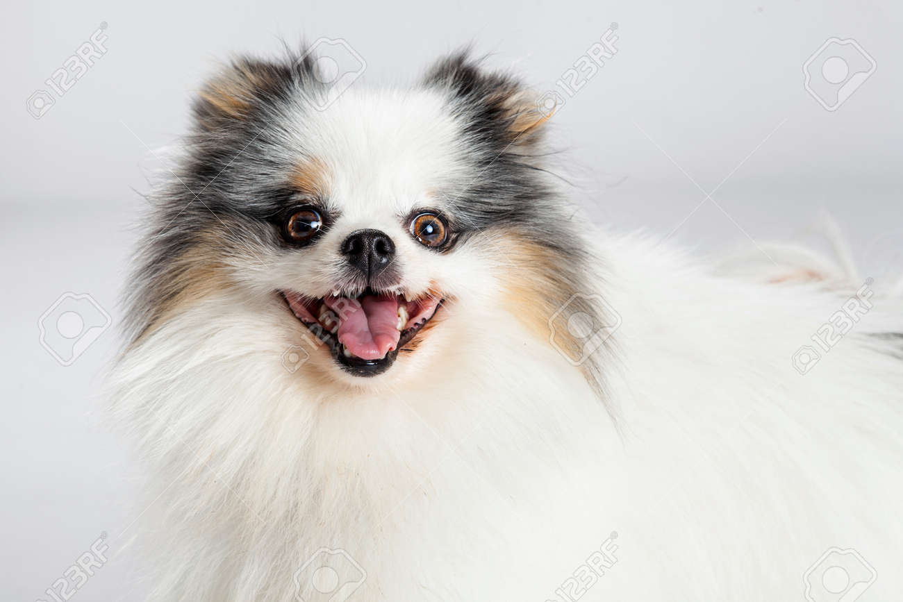 Portrait Dun Chien De Race Poméranie Heureux Et Souriant Avec La Couleur Gris Studio De Fond