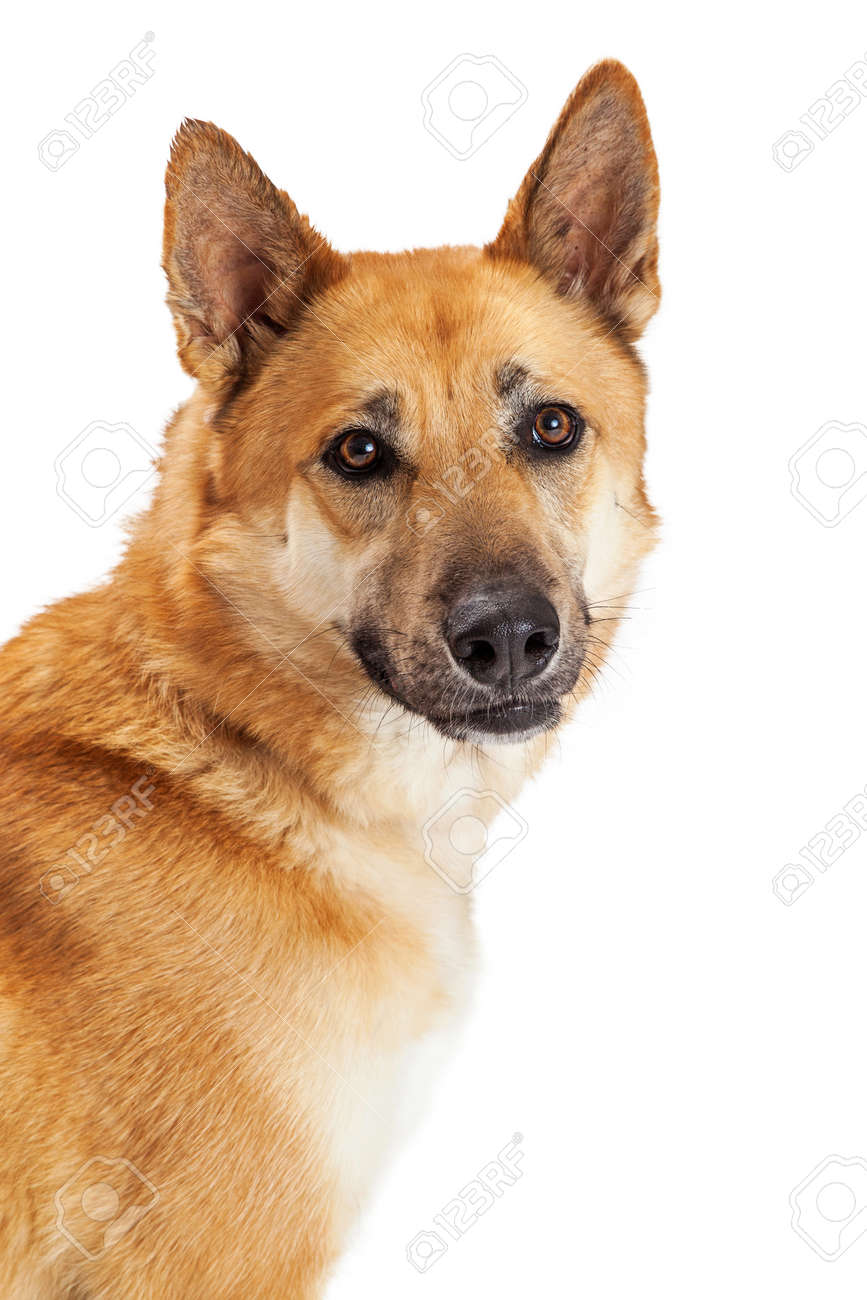 large german shepherd breed