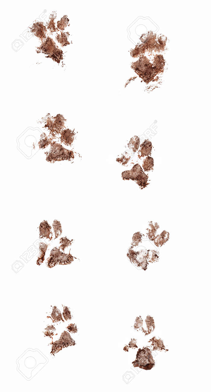 Line of dirty dog paw prints made with real mud. Isolated on white background - 55347084 Line of dirty dog paw prints made with real mud. Isolated on white background - 55347084