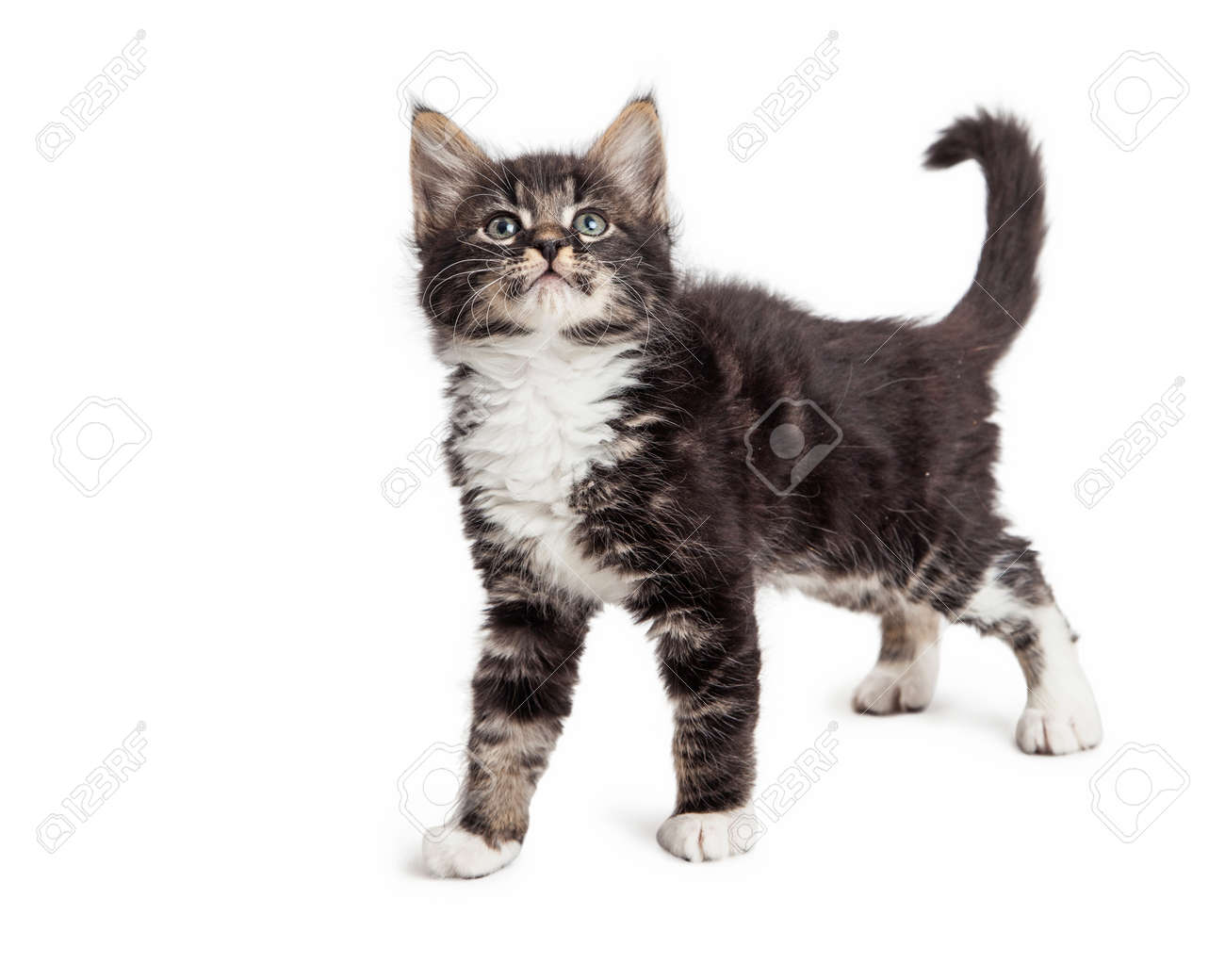 Mignon Petit Chat Noir Et Blanc Cheveux Longs Vue Latérale