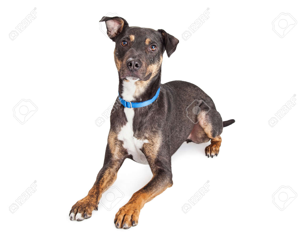 Obéissant Moyenne Race Mélangée Noir Et Marron Chien Portant Sur Blanc